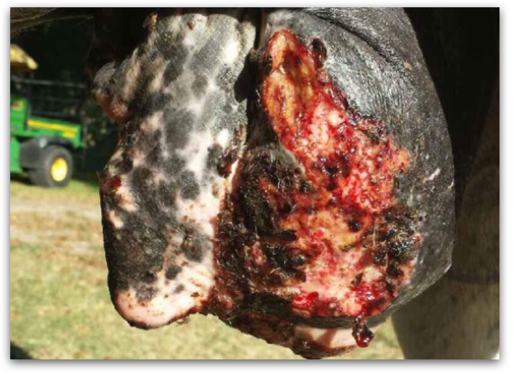 Pythiosis on sheath of horse